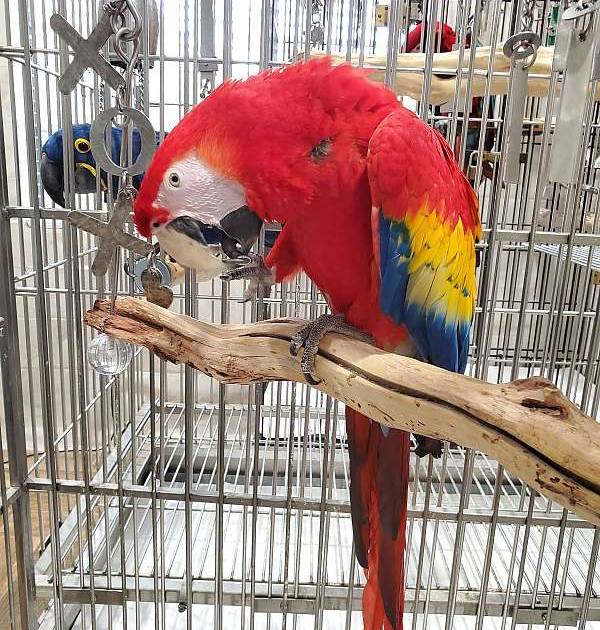 Buy Scarlet macaw near me