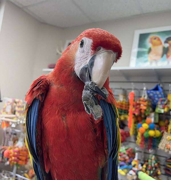 Scarlet Macaw Baby
