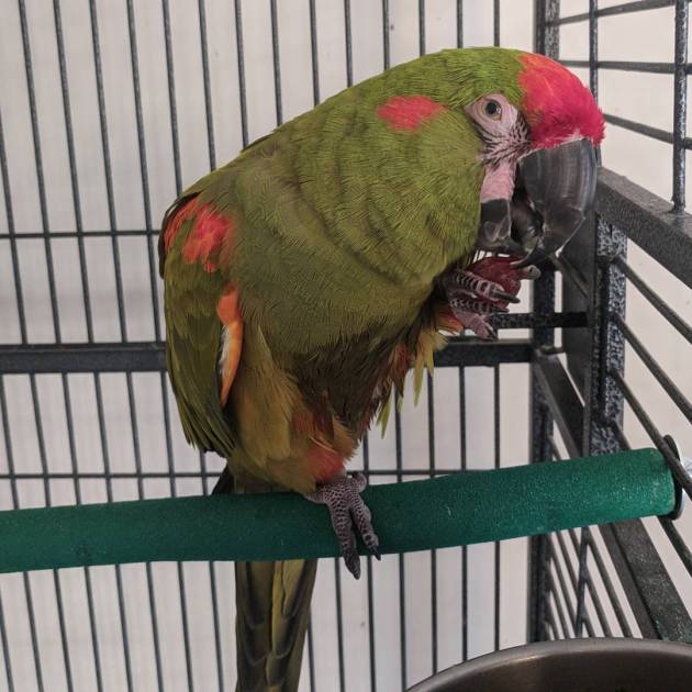 Buy Red fronted Macaw
