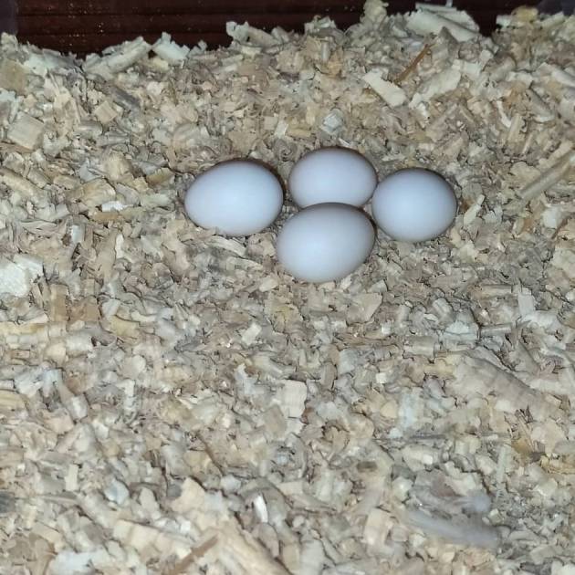 Buy Cockatiel eggs