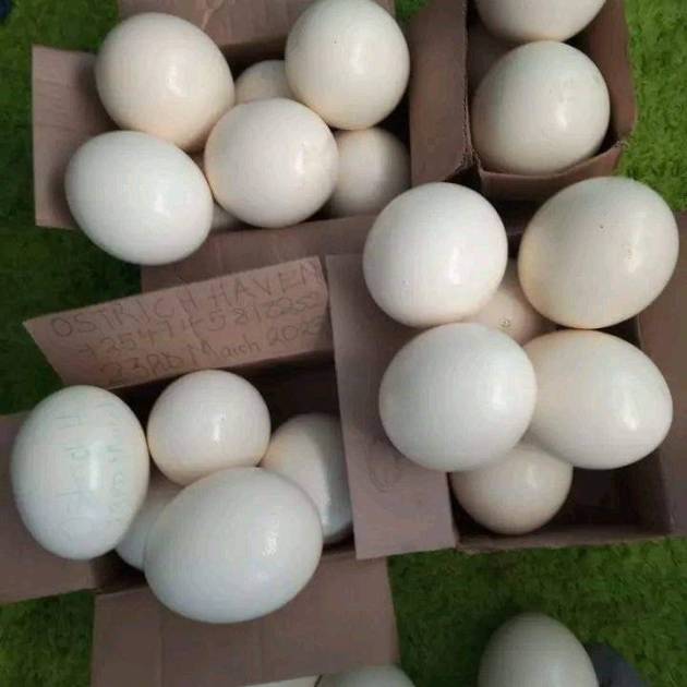 Buy Fertile Ostritch Eggs